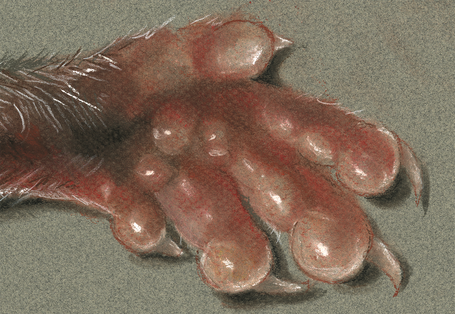 Artistic rendition of an inflamed footpad. Artwork by Phillip Sisti